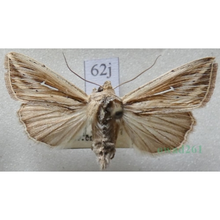 Mythimna l-album (Linnaeus, 1767) Piętnówka leica Czech62j